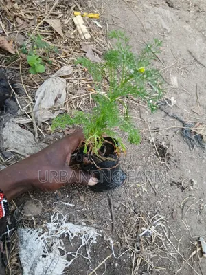 Herbs Seedlings Available - Mints, Chamomile, Sage, Lemon Balm