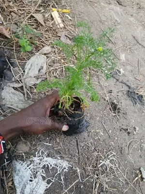 Herbs Seedlings Available - Mints, Chamomile, Sage, Lemon Balm