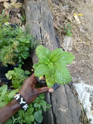 Herbs Seedlings Available - Mints, Chamomile, Sage, Lemon Balm