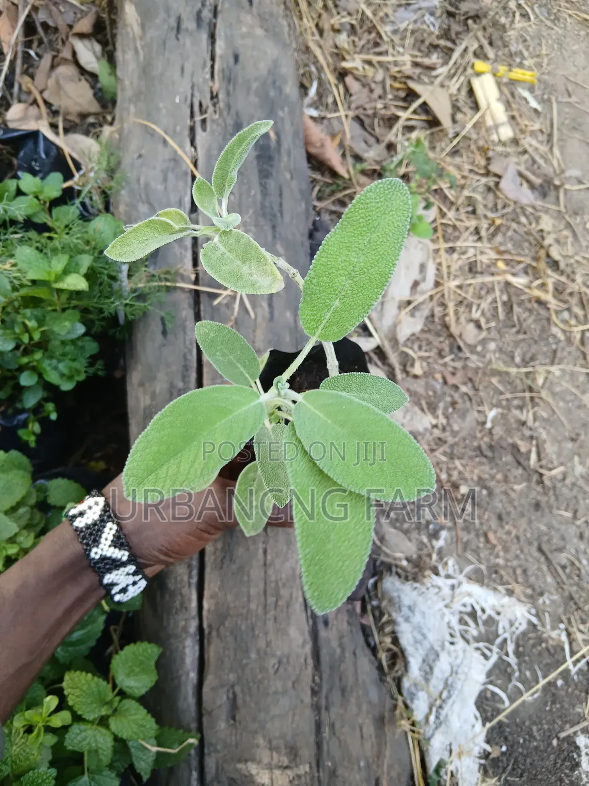 Herbs Seedlings Available - Mints, Chamomile, Sage, Lemon Balm