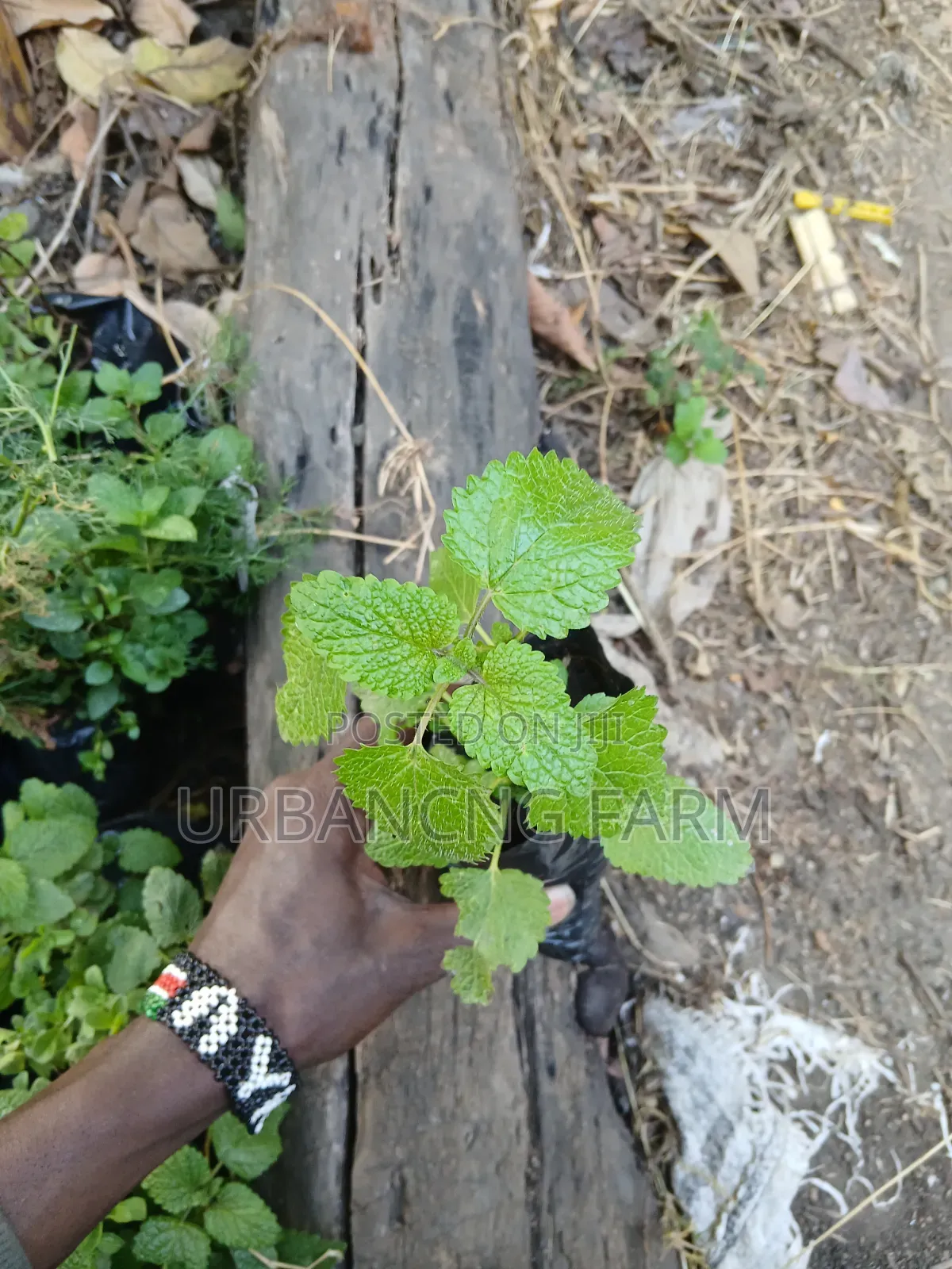 Herbs Seedlings Available - Mints, Chamomile, Sage, Lemon Balm