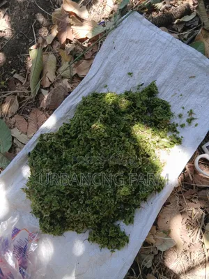 Azolla Feed Seeds