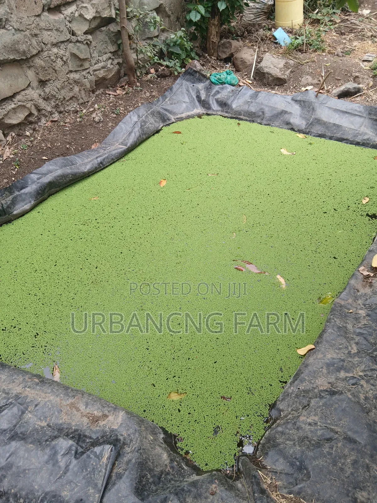 Azolla Feed Seeds