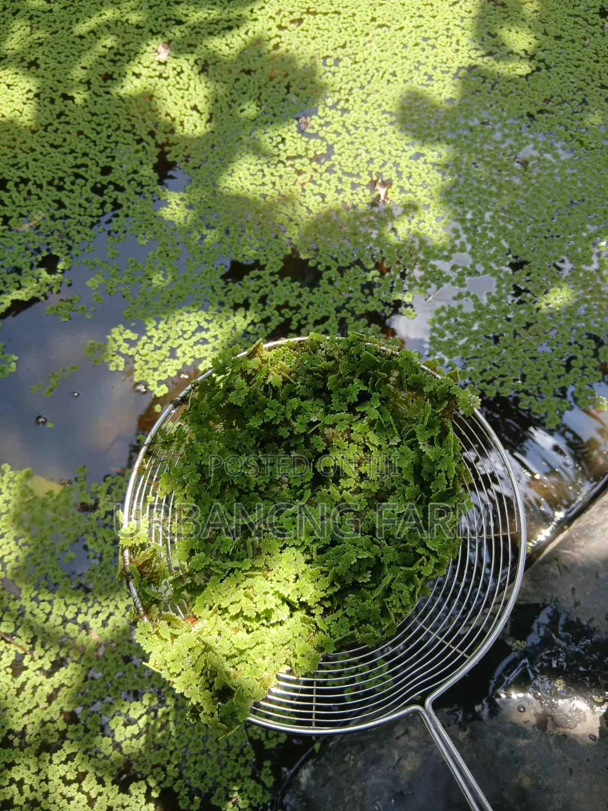 Azolla Feed Seeds