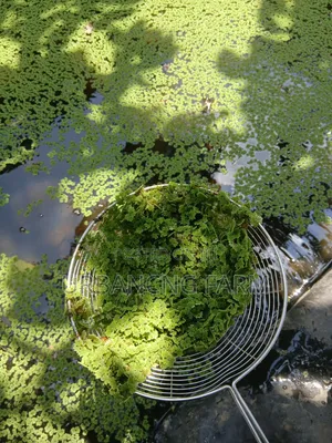 Azolla Feed Seeds