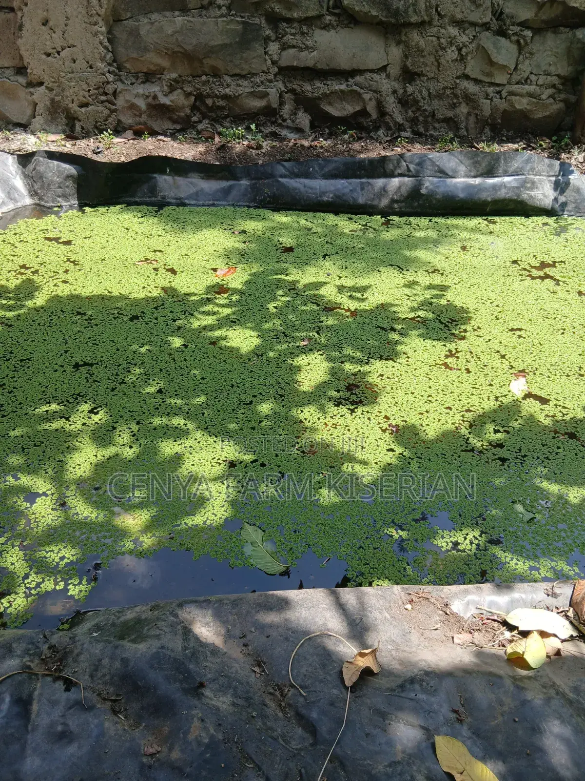 Azolla Seeds