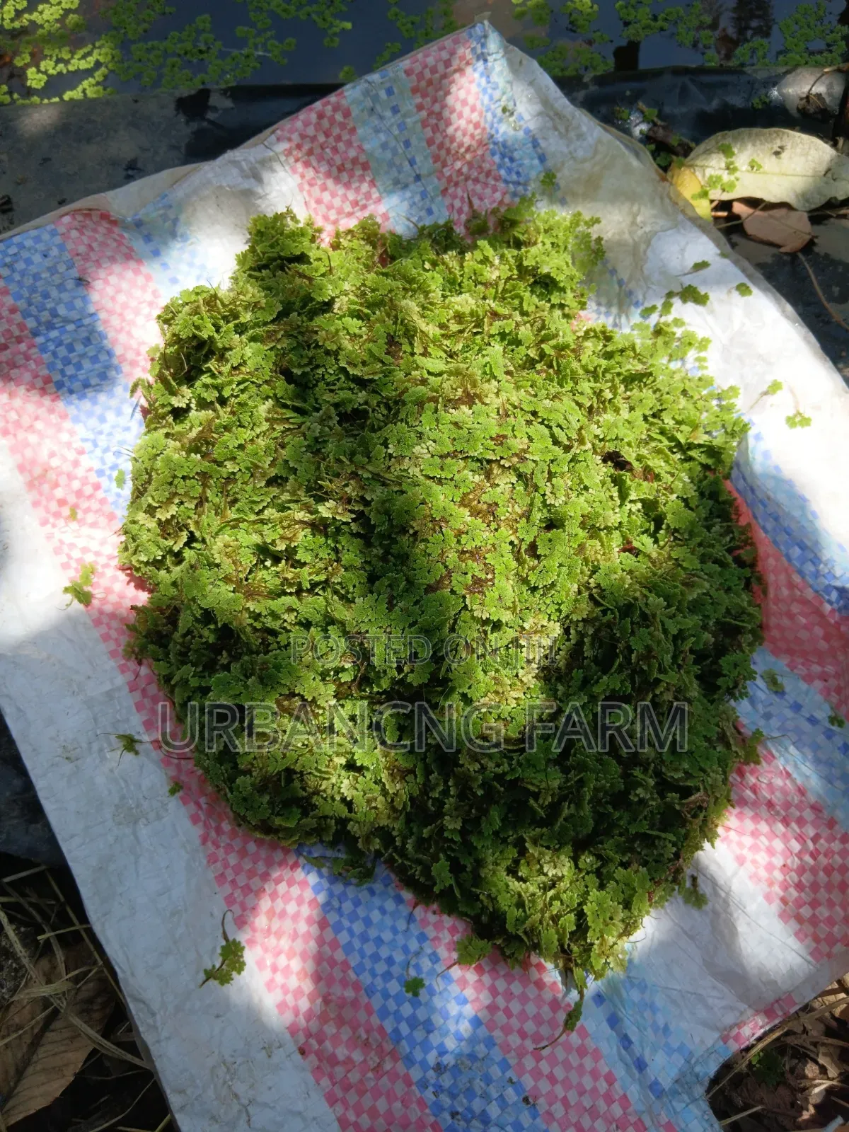 Azolla Feed Seeds
