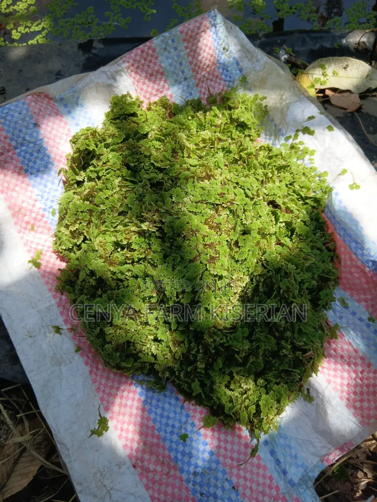 Azolla Seeds