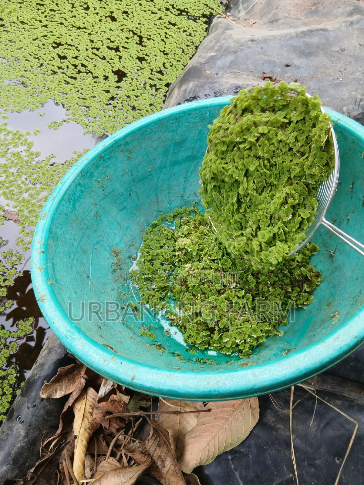 Azolla Feed Seeds