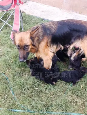 1-3 months Male Purebred German Shepherd