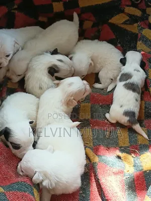 0-1 month Male Mixed Breed Japanese Spitz