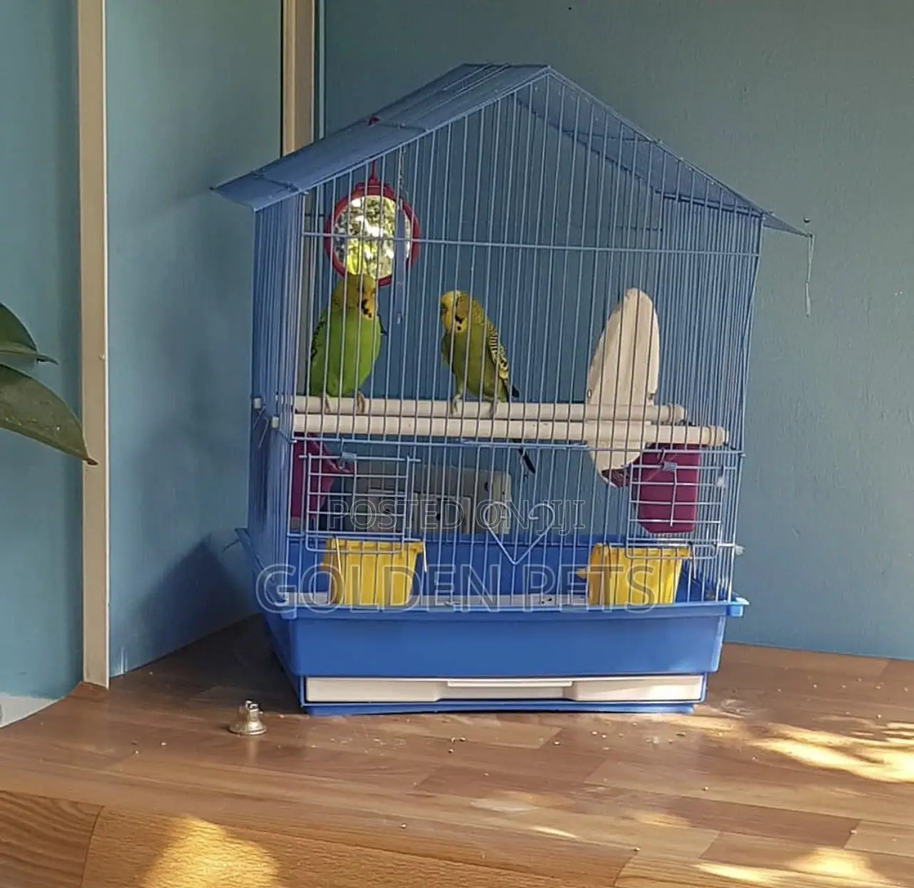 Budgies Available