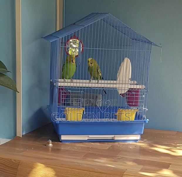 Budgies Available - main view