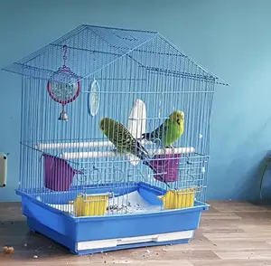 Budgies Breeding Pair