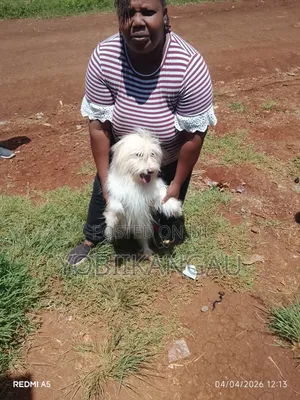 1+ year Male Purebred Maltese