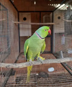 Indian Ringnecks