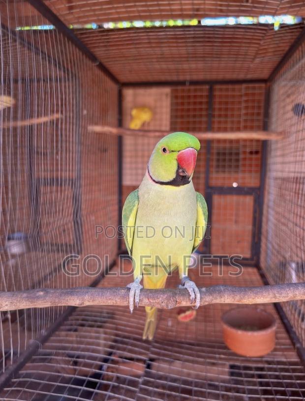 Green Indian Parrot - main view