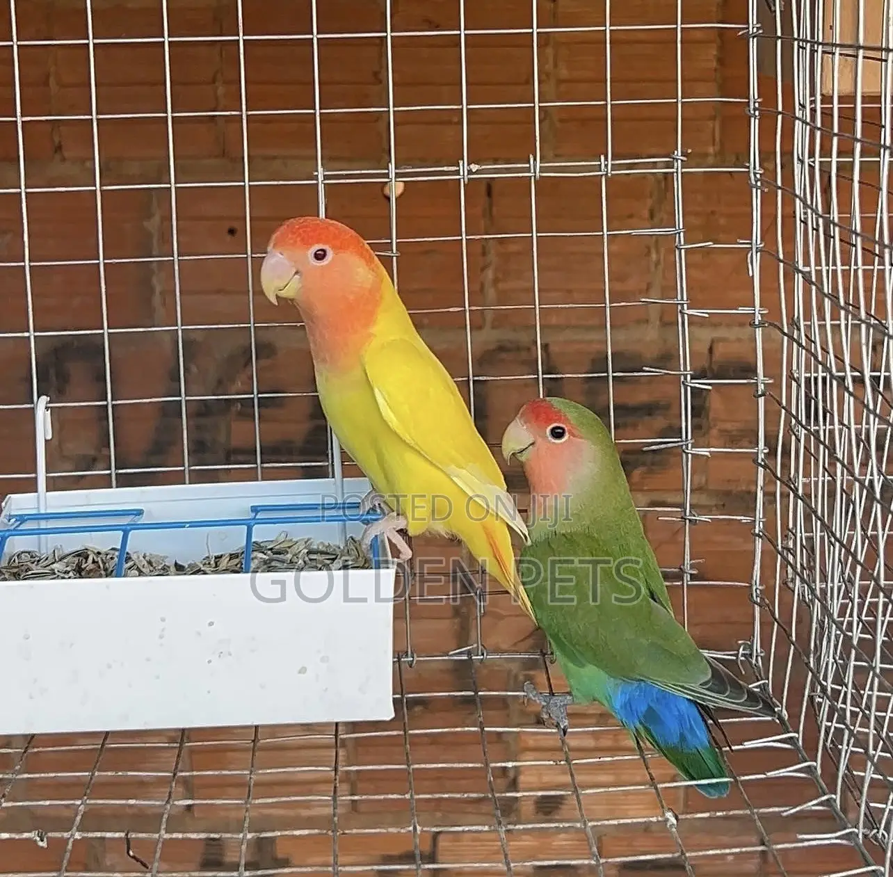 Lovebirds Available