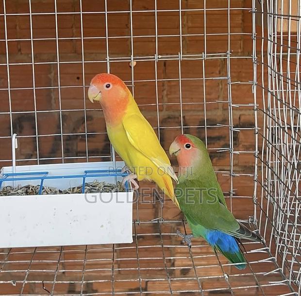 Lovebirds Available - main view