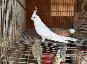 White Cockatiels