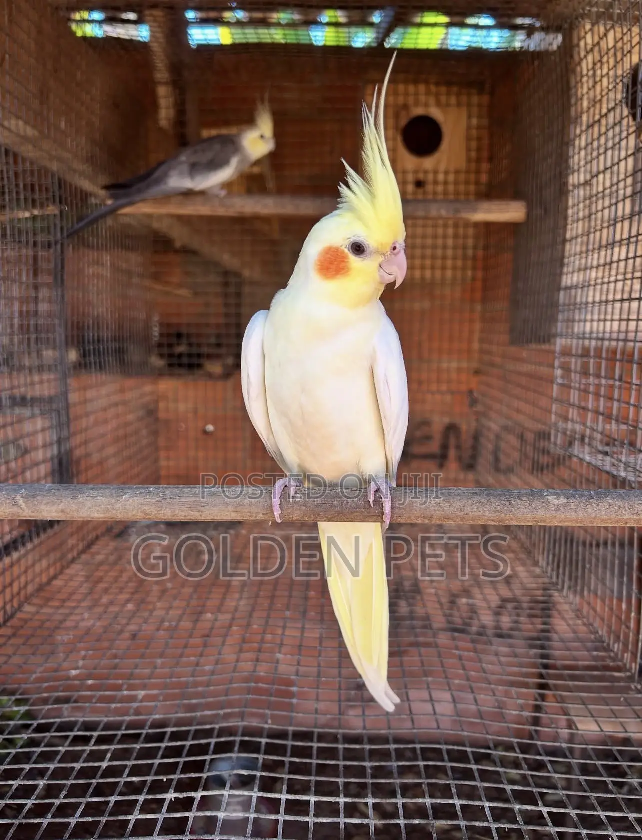 Yellow Cockatiels
