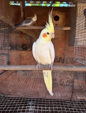 Yellow Cockatiels