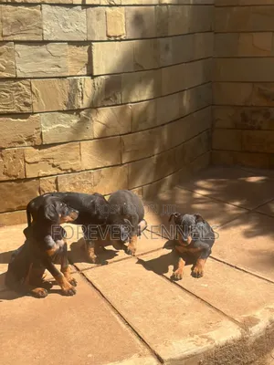 3-6 months Male Purebred Rottweiler
