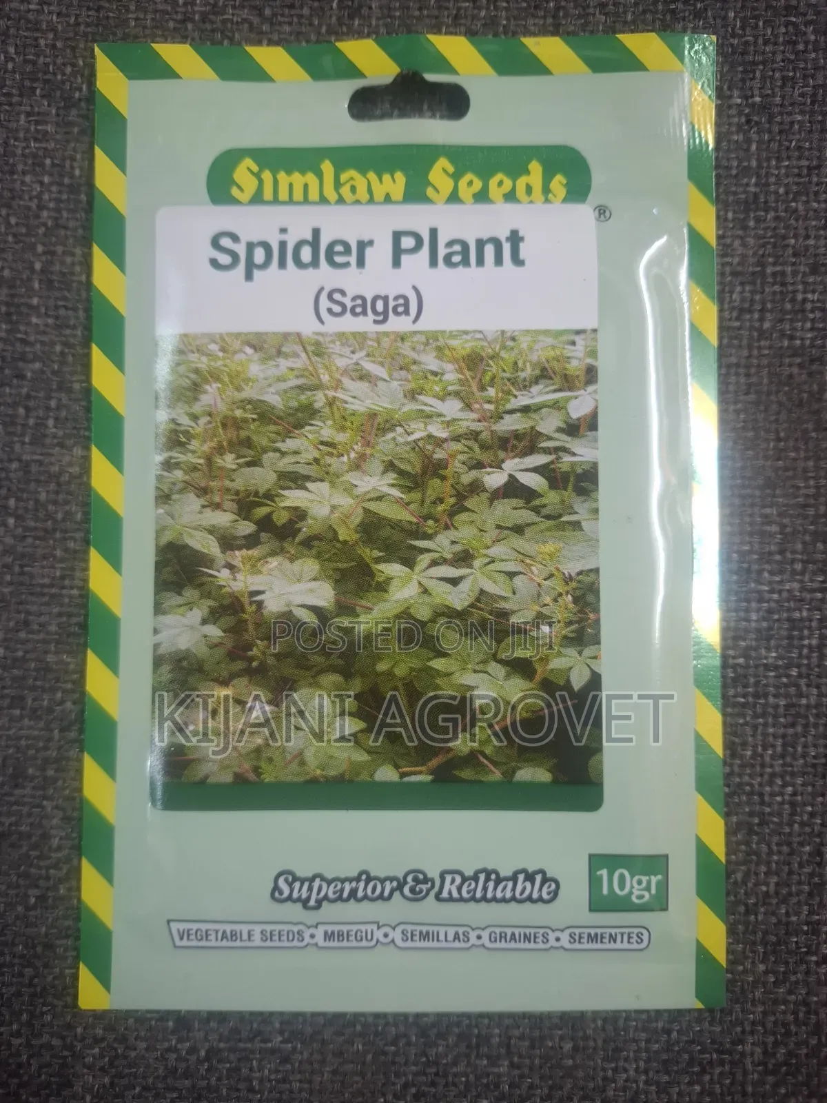 Spider Plant(saga)