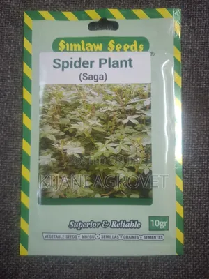 Spider Plant(saga)