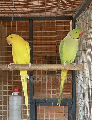 Indian Ringnecks