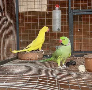 Bonded Pairs