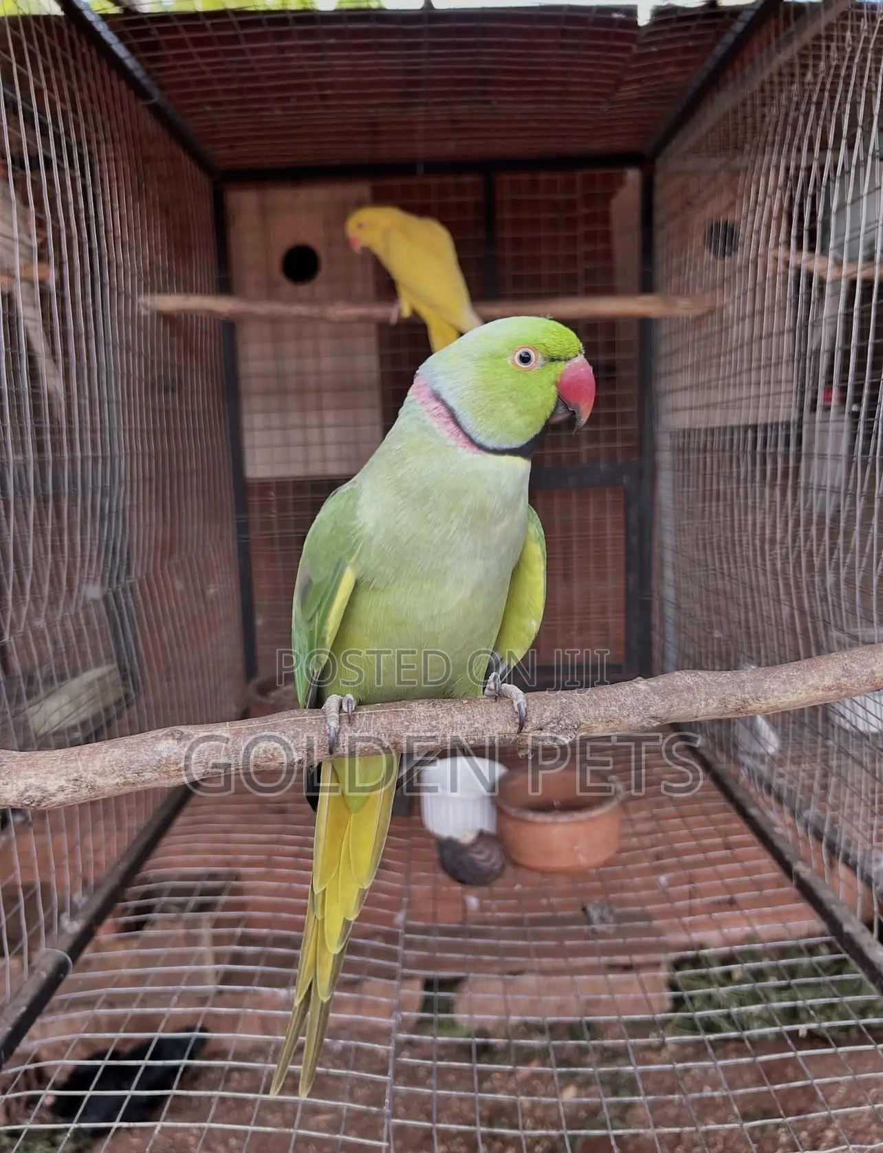 Talking Parrots
