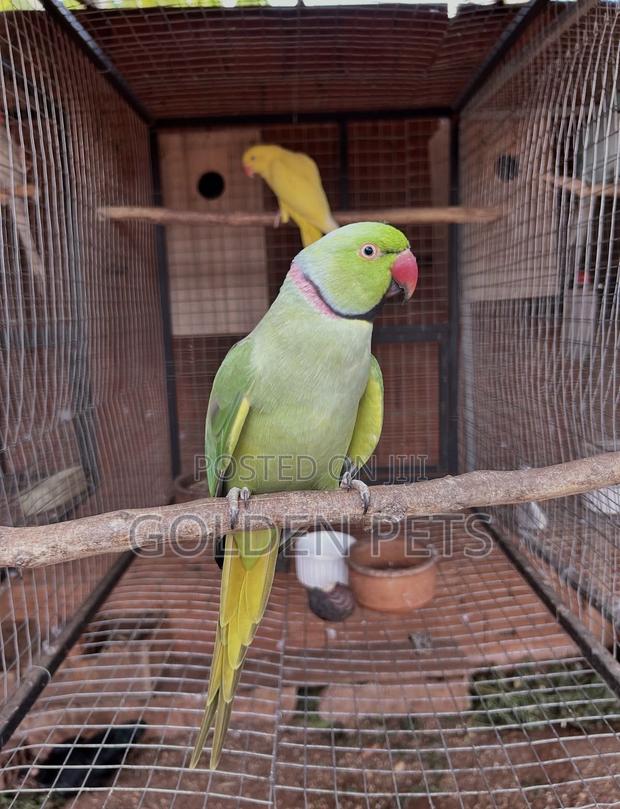Talking Parrots