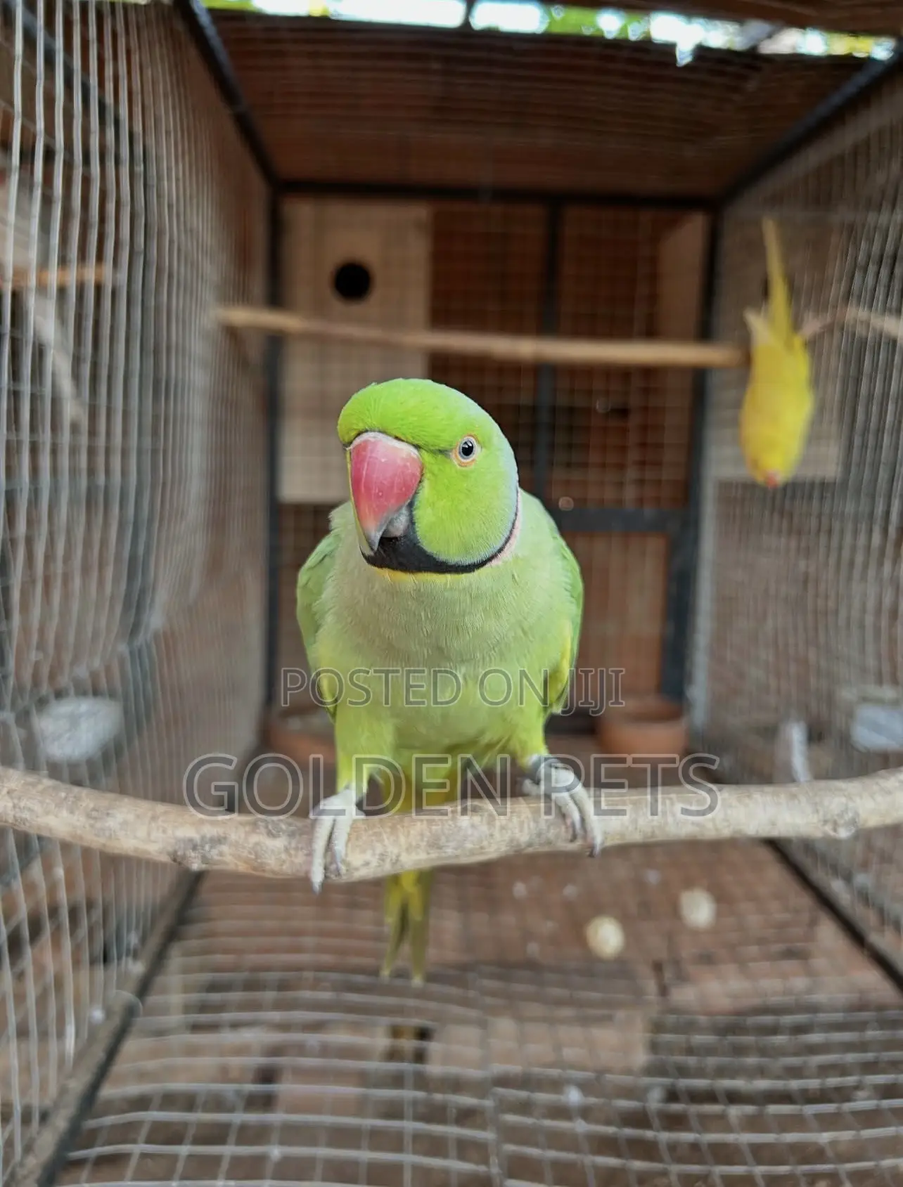 Green Ringneck