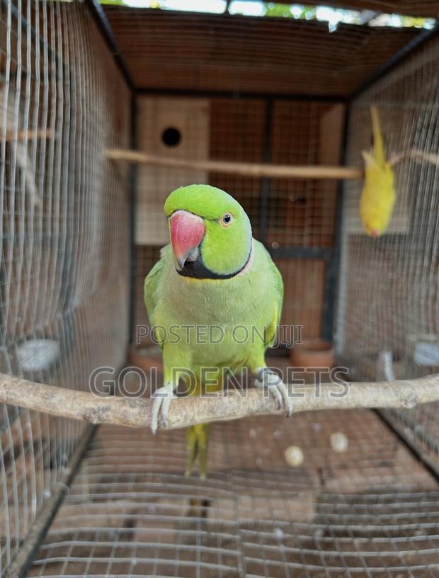 Green Ringneck - main view