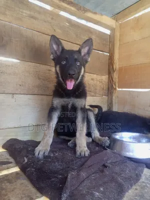 3-6 months Male Purebred German Shepherd