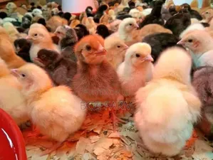 Improved Kienyeji F1chicks(Sasso,Kenbro, Rainbow Etc