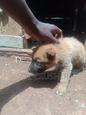 1-3 months Female Mixed Breed German Shepherd