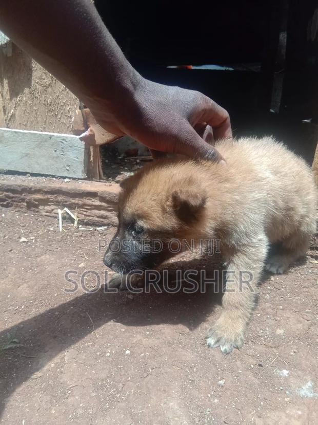 1-3 months Female Mixed Breed German Shepherd - main view