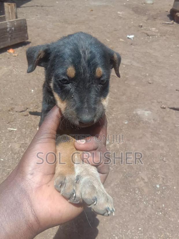 1-3 months Female Mixed Breed German Shepherd - thumbnail 2
