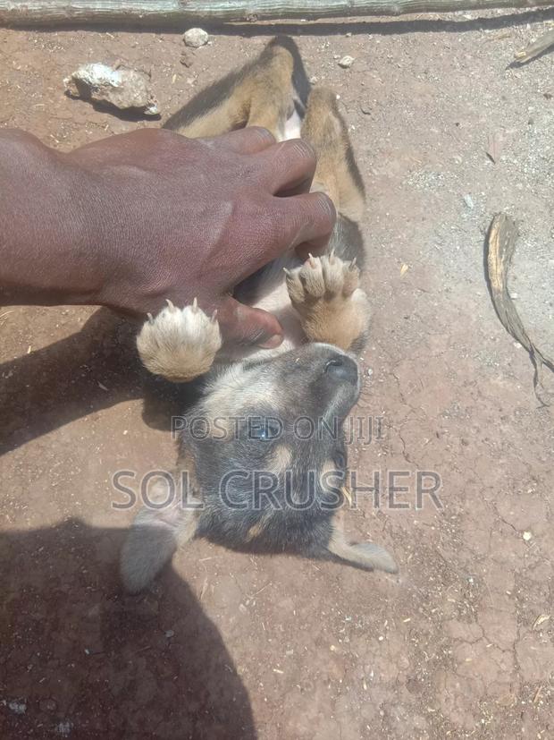 1-3 months Female Mixed Breed German Shepherd - thumbnail 3