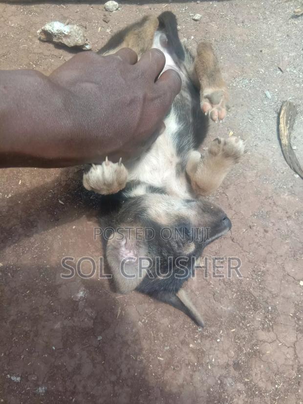 1-3 months Female Mixed Breed German Shepherd - thumbnail 4