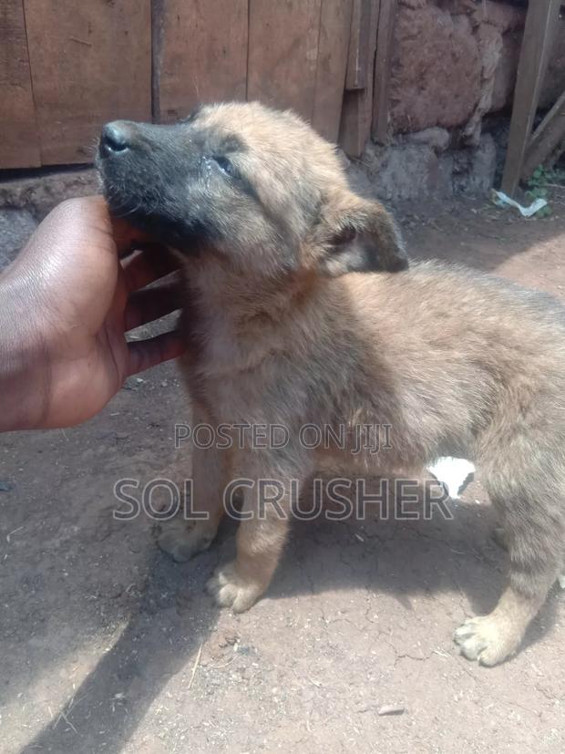 1-3 months Female Mixed Breed German Shepherd - thumbnail 7