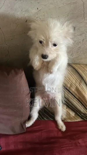 1-3 months Female Mixed Breed Japanese Spitz