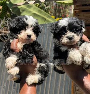 1-3 months Male Purebred Havanese