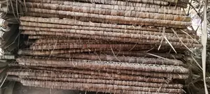 Makuti Extra- Large for Sale