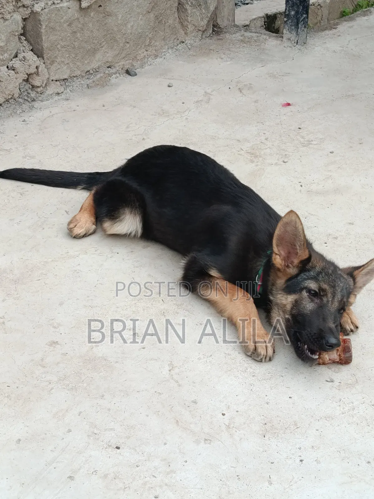 3-6 months Female Purebred German Shepherd