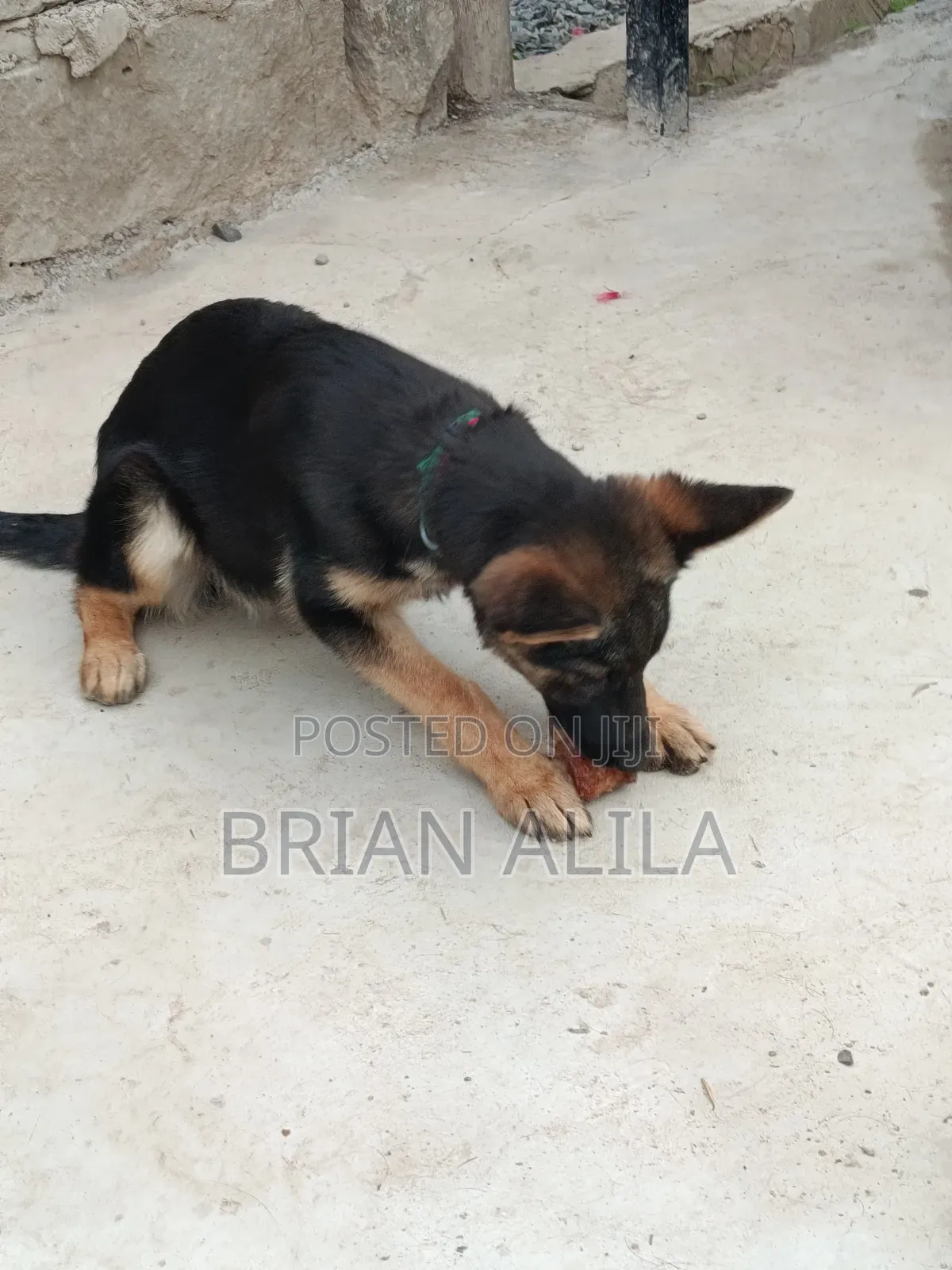 3-6 months Female Purebred German Shepherd