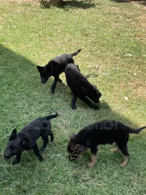 3-6 months Male Purebred German Shepherd