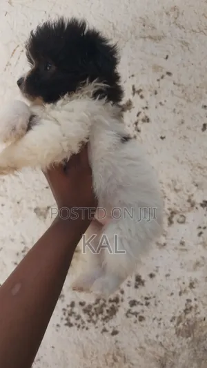 1-3 months Female Mixed Breed Maltese
